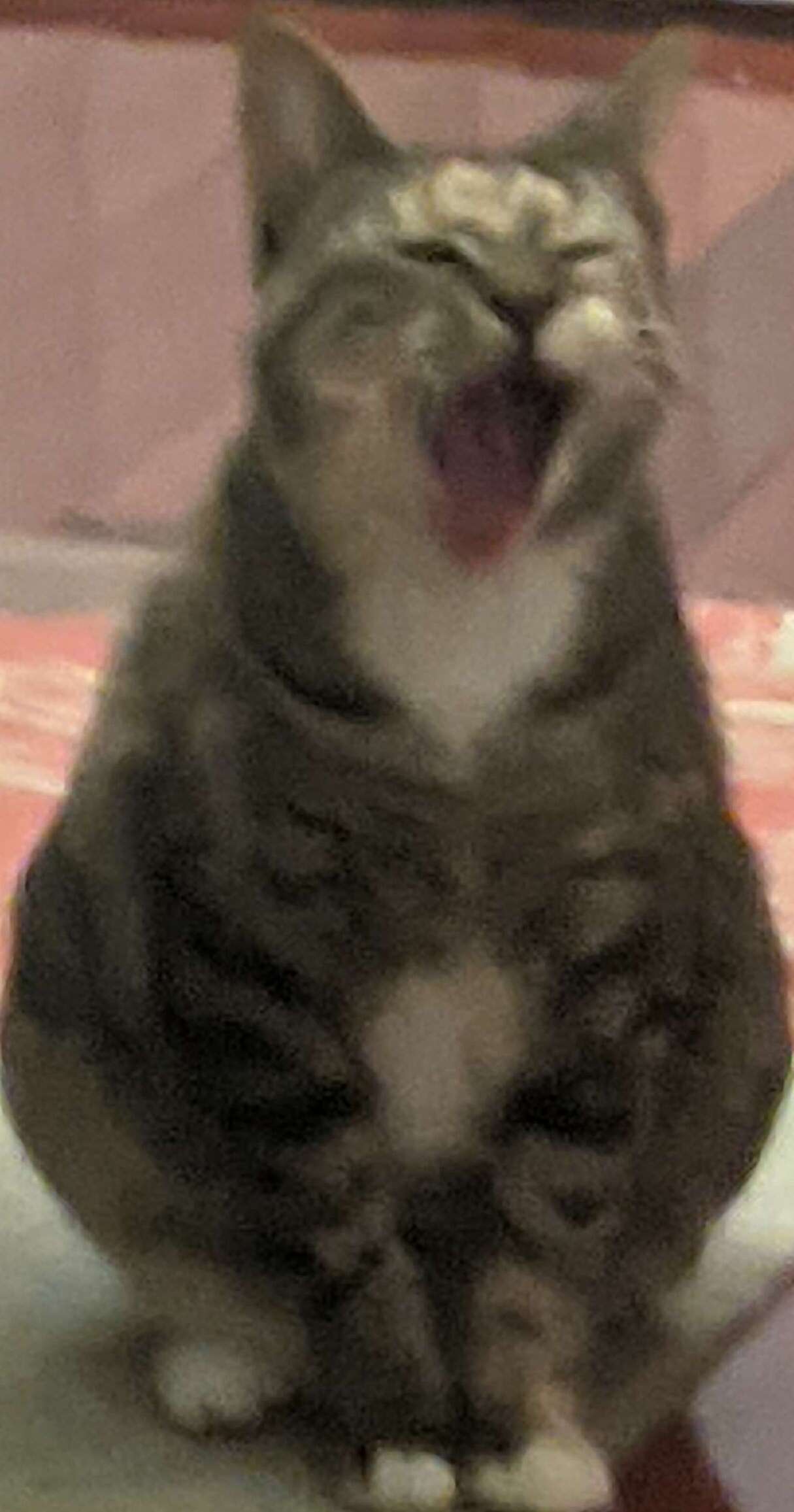 Nine the cat