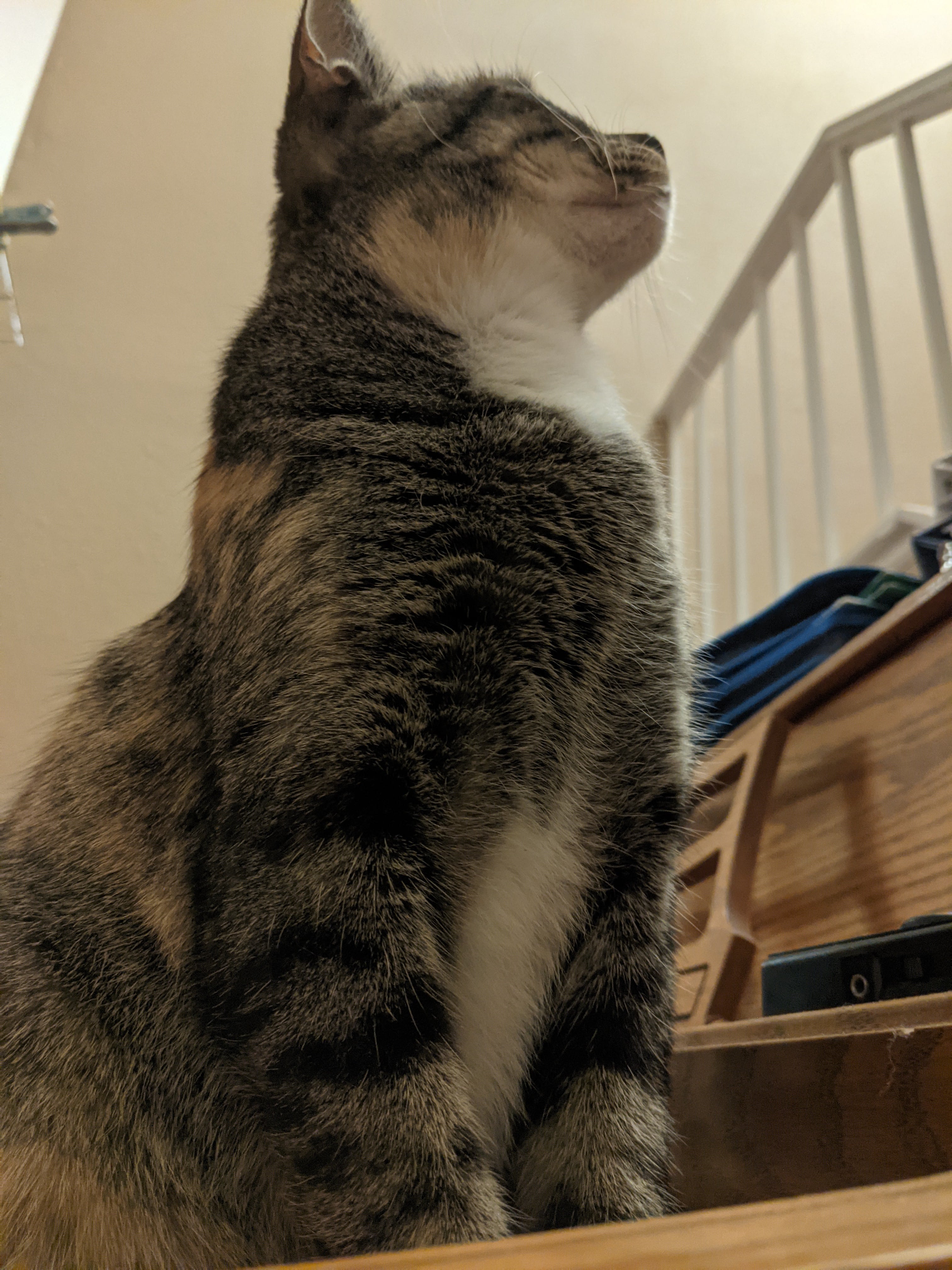 Nine the cat