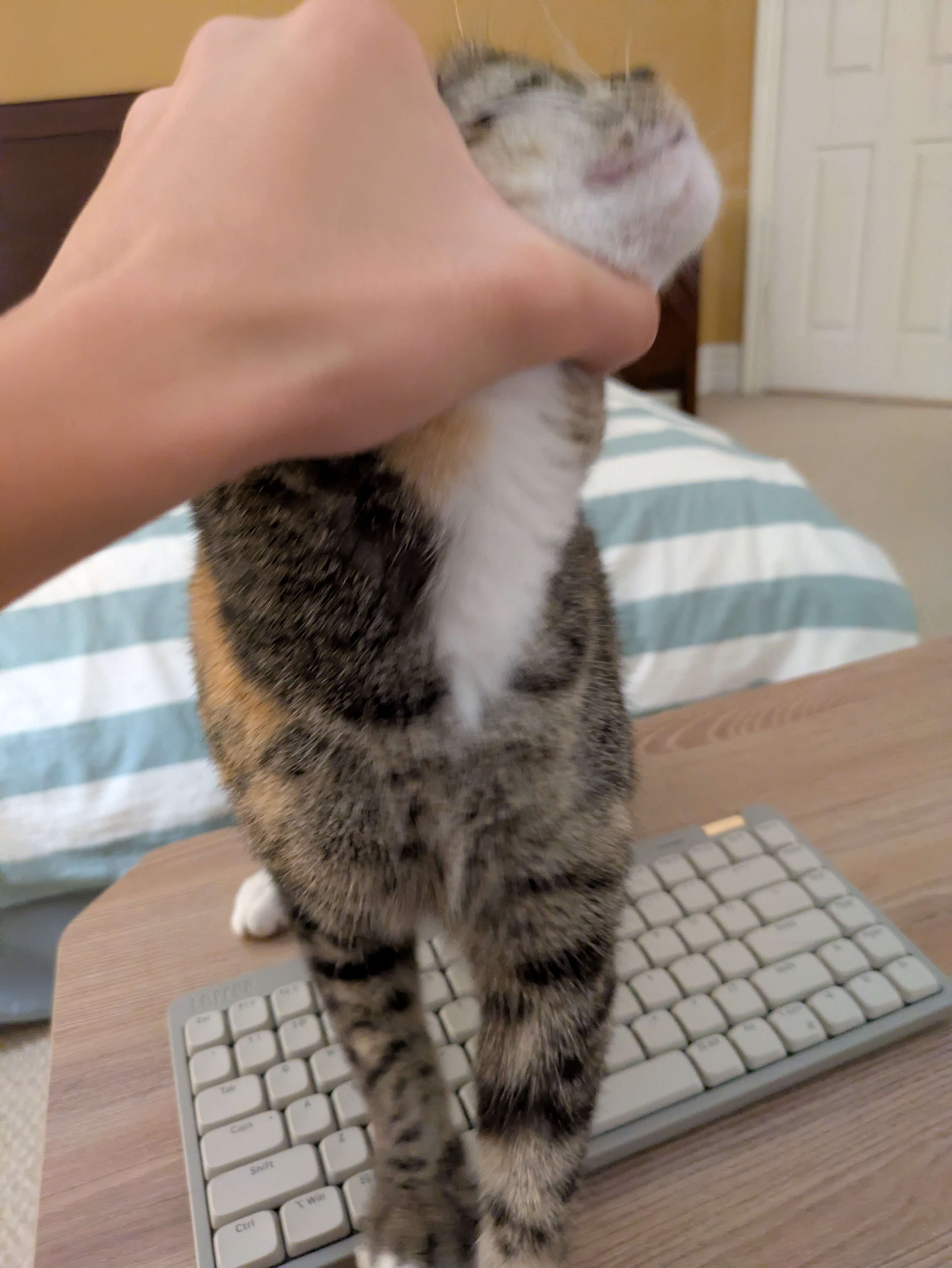 Nine the cat