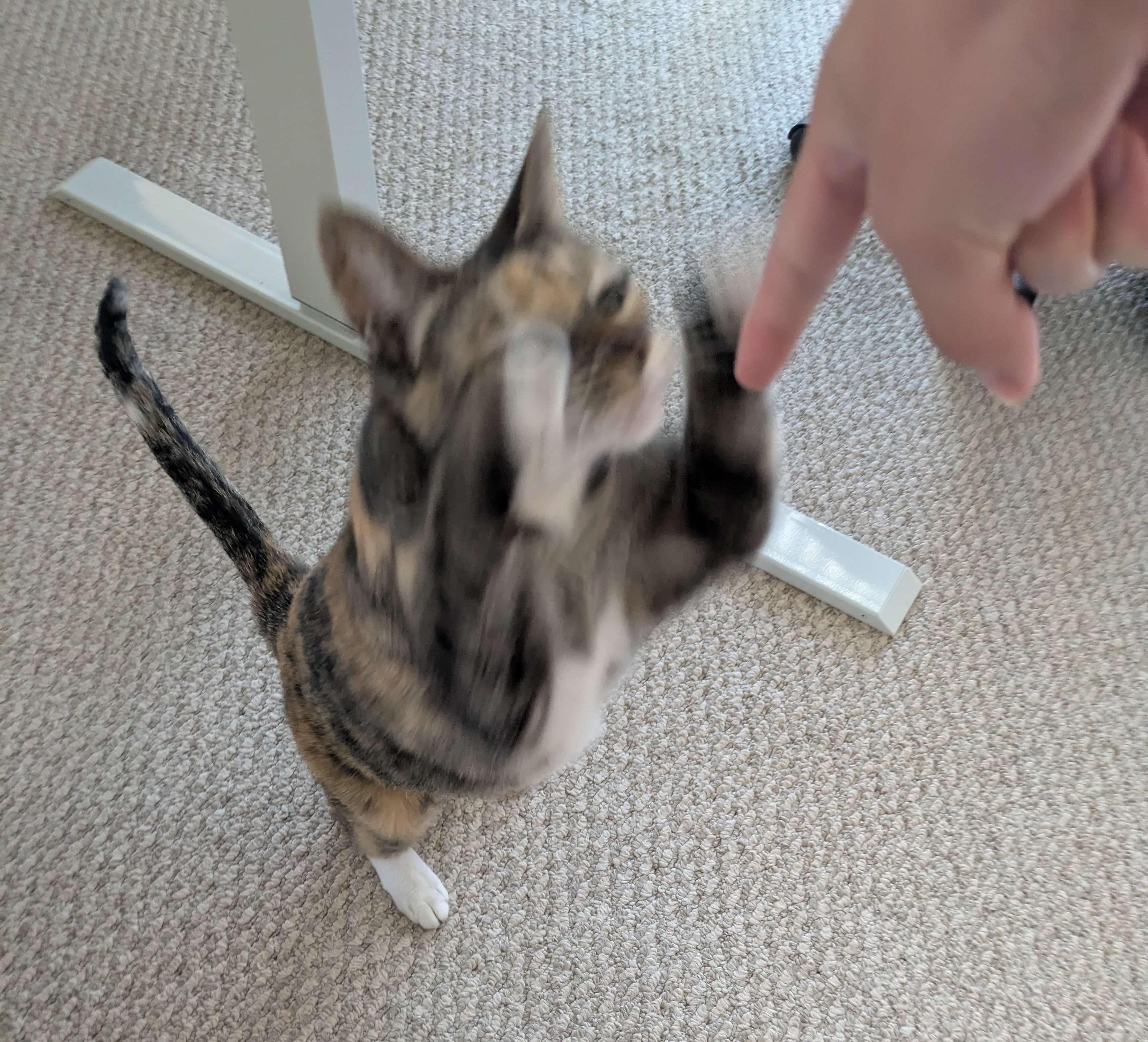 Nine the cat